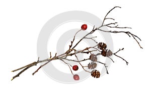 Dry twigs with alder cones and red berries isolated