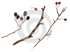 Dry twigs with berries and cones