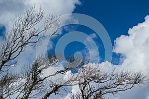 Dry twigs with the blue sky