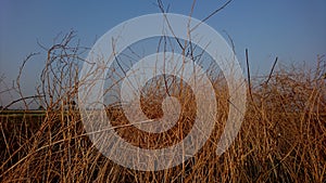 Dry twigs with a blue sky background