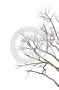 Dry twigs, dry trees on a white background Object concept