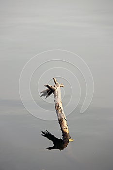 Dry twigs in the lake and reflected picture on the water.