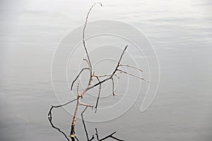 Dry twigs in the lake and reflected picture on the water.