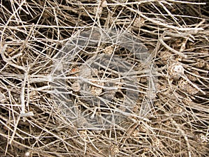 Dry Twigs Natural Background