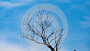 Dry twigs silhouette on a blue sky background