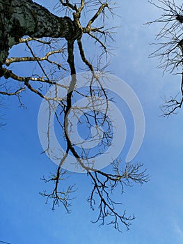 Dry twigs with the sky