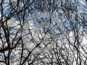 Dry twigs of a tree