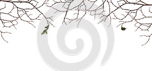 Dry twigs with two old leaves