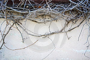 Dry twigs on the wall