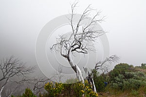 Dry twisted tree on the Pico Ruivo - Pico Arieiro Trek in fog photo