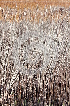 Dry typha background