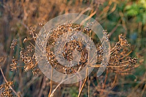 Dry umbel inflorescences of dill with ripe seeds on field