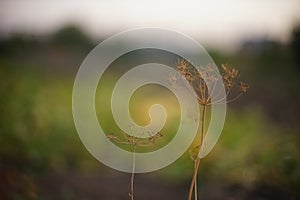 Dry umbrella sprout of dill against the blurred garden