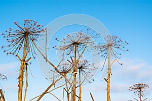 Dry umbrellas of Sosnovsky Hogweed. Dry stems of an umbrella plant on a background of blue sky
