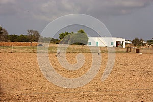 Dry and unproductive and desolate courtyard of a typical white Ibizan cottage with a single sheep in the distance