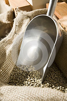 Dry unroasted arabica coffee beans