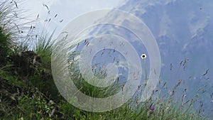 Dry upland meadow