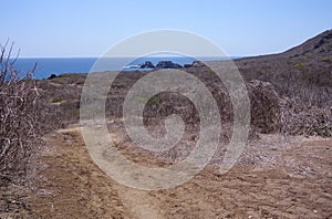 Dry vegetation in Isla de la Plata island, Ecuador