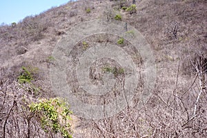 Dry vegetation in Isla de la Plata island, Ecuador photo