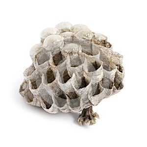 Dry vespiary, isolated