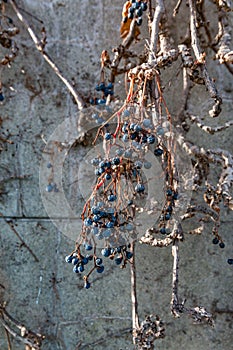 Dry vine grapes on ancient castle wall. Winery decoration, blue berries and branches without leaves