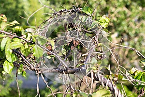 A dry vine of a plant weaves branches of a green and living tree. Sunny summer weather.