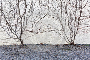 Dry vines cover the wall