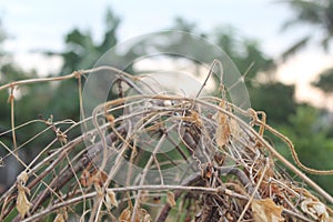 dry vines that propagate each other