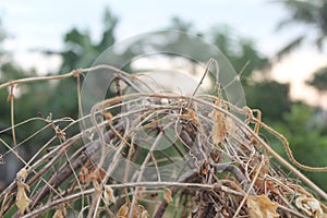 dry vines that propagate each other photo