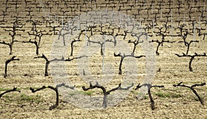 Dry vineyards in countryside