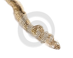 Dry Viperine water snake moult, Natrix maura, Shedding Skin UK Molting, Shed or Moult, nonvenomous and Semiaquatic snake