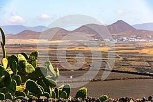 Dry volcanic ccultivated fields and cactus Lanzarote island Spain