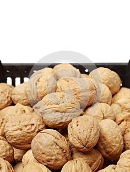 Dry walnut fruit studio isolated