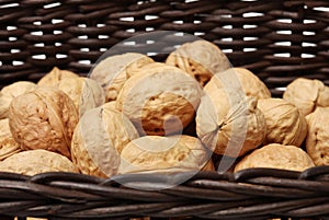 Dry walnut fruit studio isolated