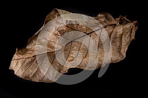 Dry walnut tree leaves. A dried leaf of a tree growing in a home garden photo