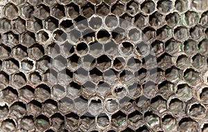 Dry wasp hive close up. Wasp hive background