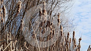 Dry water reeds cold spring pond lake windy video