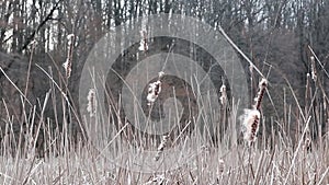 Dry water reeds cold spring pond lake windy video