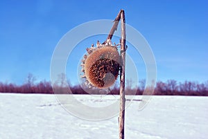 Dry weathered sunflowers stem with dry flower on field covered with white snow, bright blue sky, trees line