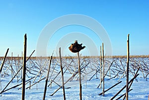 Dry weathered sunflowers stems and one whole flower on field covered with white snow, blue sky