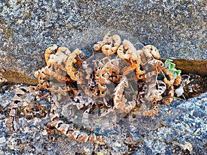 Dry Weed Growing in Old Stone Retaining Wall