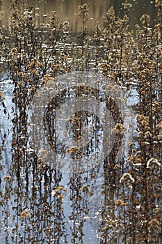 Dry Weed Seed-heads in Swamp Water