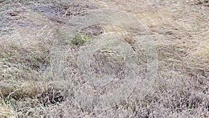 Dry Weeds Blowing on Desert Background