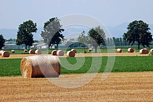 Dry Wheat Ball in a harvested field