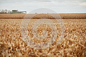 A dry wheat crop, stubble and combine harvester