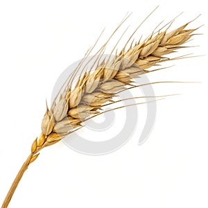 Dry wheat ear grain