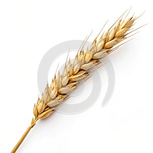 Dry wheat ear grain