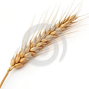 Dry wheat ear grain