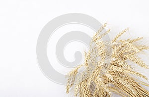 Dry wheat ears isolated on a white background, space for text