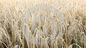 Pšenice 